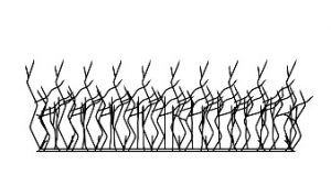 حفاظ شاخ گوزنی