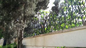 شاخ گوزنی نصب شده